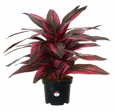 Calathea Sant