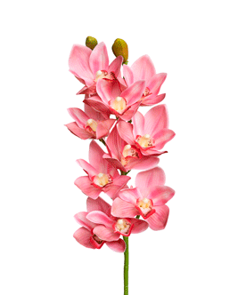 Orchid Cymbidium 3D