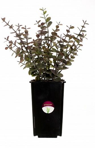 Eucalyptus Lozanno in a cachepot