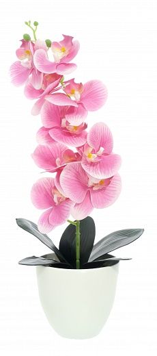 Orchid Meli planter Dekollete 12