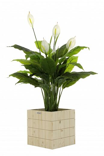 Spathiphyllum Triere cachepot Dekollete Chess 30