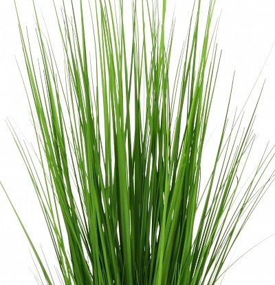 Sedge Carisa