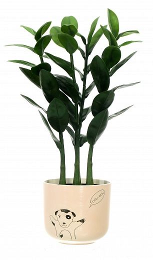 Zamioculcas Cargon Quattro