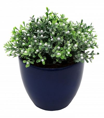 Boxwood Heather Glasgow