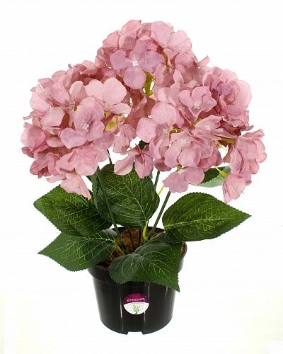 Hydrangea Satie in a cachepot