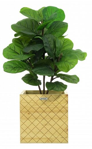 Ficus Lirata Alto cachepot Dekollete Gurido 30