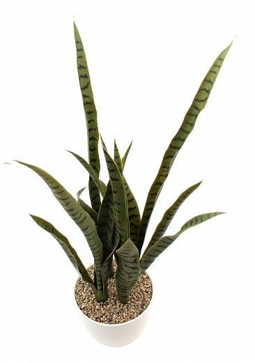 Sansevieria Valpaco Cachepot Dekollete