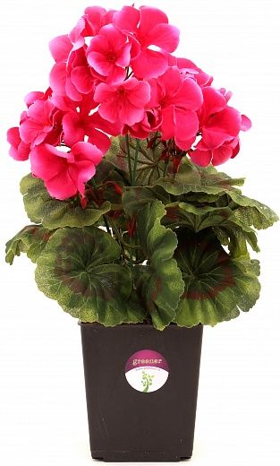 Geranium Ayal