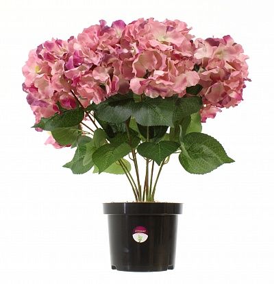 Hydrangea Sandi MC