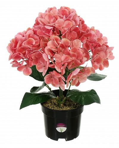 Hydrangea Sati Laksheri pot 13