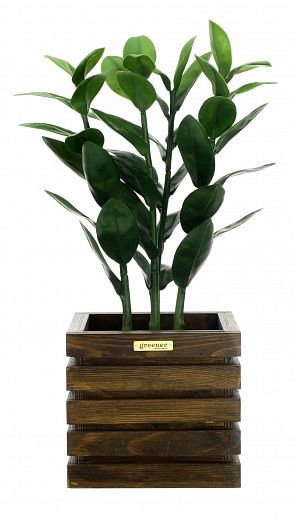 Zamioculcas Cargon quatro cachepot Dekollete Bandas 20