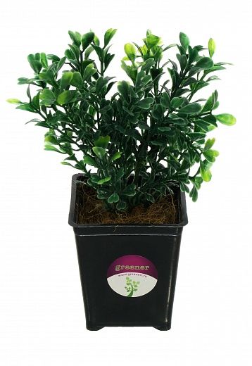 Boxwood Toch