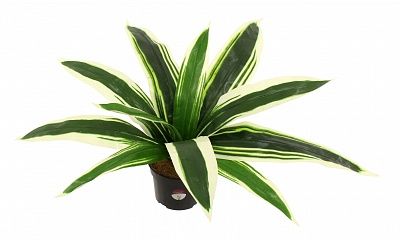 Dracaena Blanes available to order 1 piece