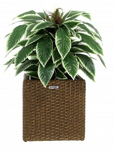 Croton Claire Cachepot Dekollete Rattan Cube 32