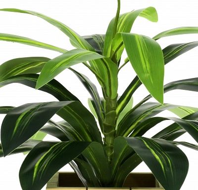 Dracaena orli cachepot Dekollete Chess 20