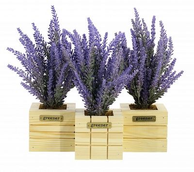 Lavender Sirt Dekollete Cube 10 planter