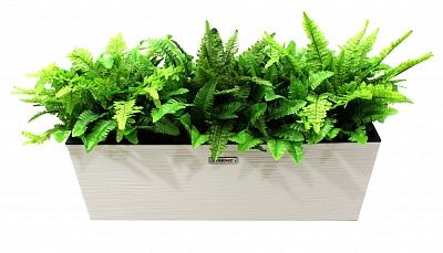 Fern Nephrolepis Jaffe Q cachepot Dekollete 19