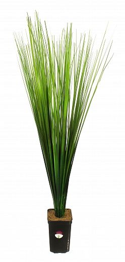 Lardy Hite sedge in cachepot