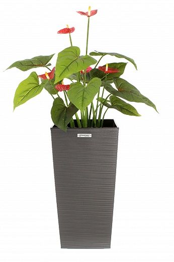 Anthurium Tavira cachepot Dekollete Cuno 46 Eco