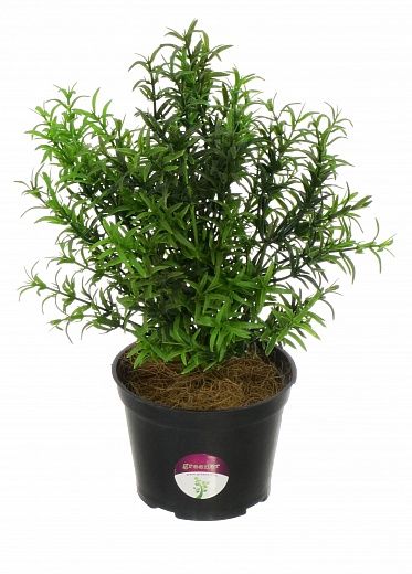 Rosemary Ferko in pot