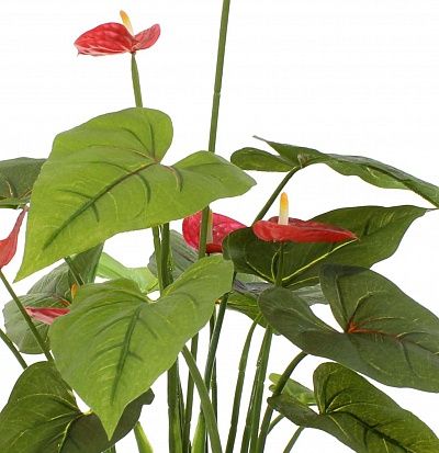 Anthurium Tavira