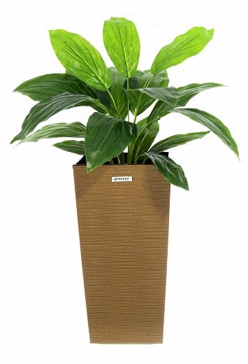 Hosta Selena cachepot Dekollete Kuno 46 Eco