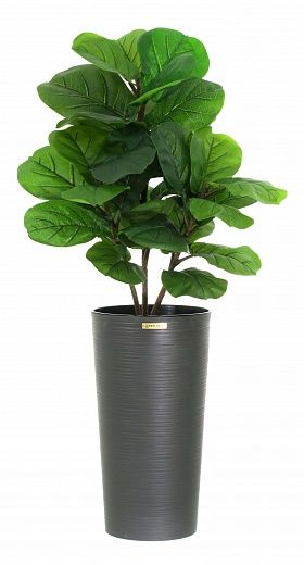 Ficus Lirata Alto cachepot Dekollete Serso 46