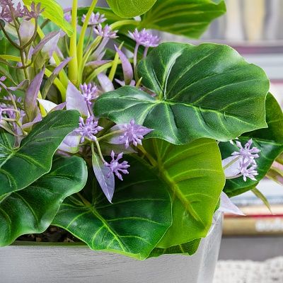 Philodendron Asti cachepot Dekollete Silver