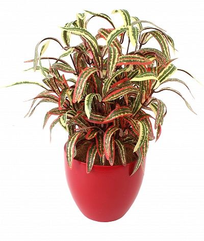 Dracaena Alder Autumn Cachepot Dekollete 15