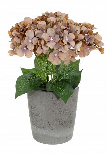 Hydrangea Satie cachepot Dekollete Concrete 17