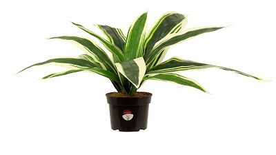 Dracaena Blanes available to order 1 piece