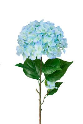 Hydrangea Grand