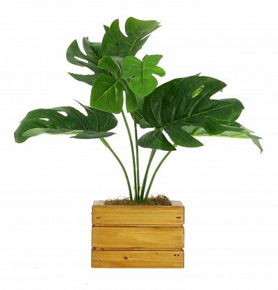 Monstera Sun cachepot Dekollete Wood available to order 1 piece