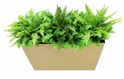 Fern Nephrolepis Jaffe cachepot Dekollete 36