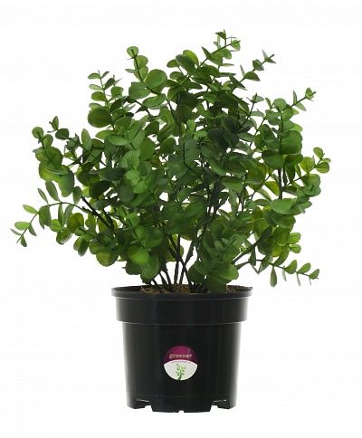 Eucalyptus Lozanno in a cachepot