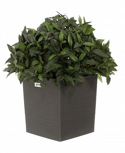 Laurel Corum cachepot Dekollete Clasico 30