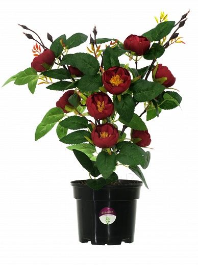 Camellia Derby in pot