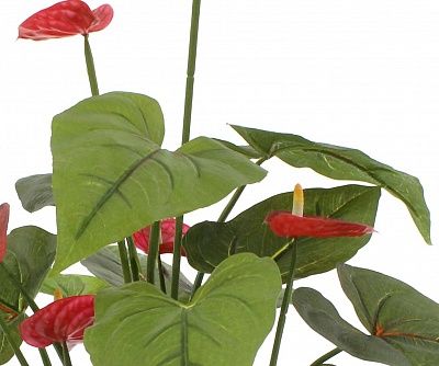 Anthurium Tavira cachepot Dekollete Chess 20