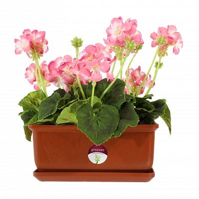 Geranium Asti cachepot Dekollete Bonsai