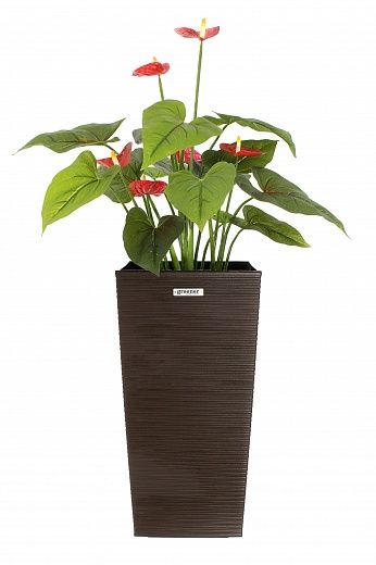 Anthurium Tavira cachepot Dekollete Cuno 46 Eco