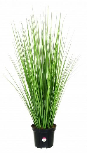 Sedge Carisa