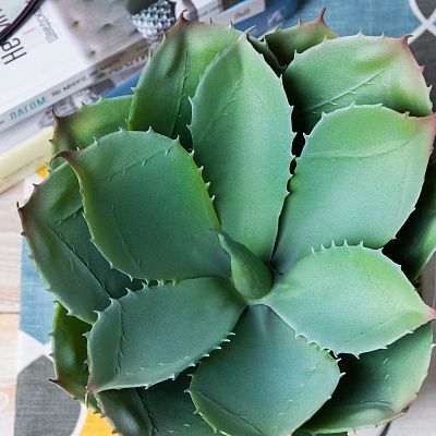 Agave Lomil Cachepot Dekollete