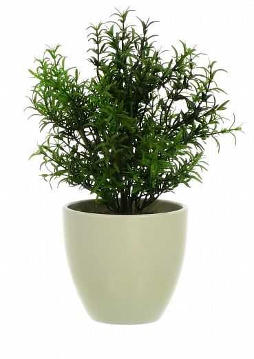 Rosemary Ferco pot Dekollete 12