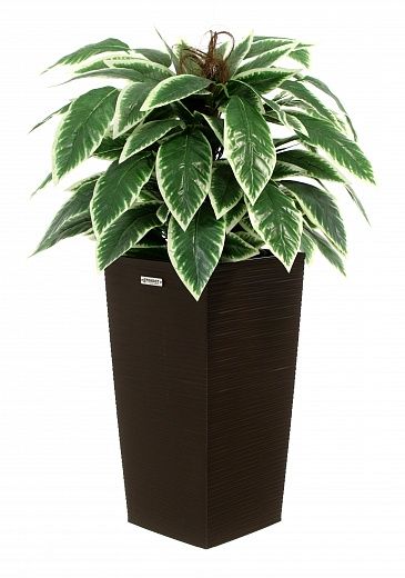 Croton Claire Cachepot Dekollete Kuno 46 Eco