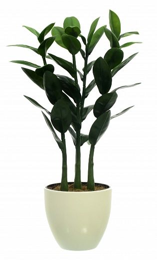 Zamioculcas Cargon Quattro