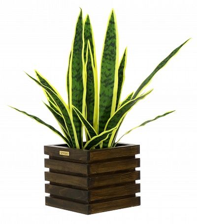 Sansevieria Gurun Cinco cachepot Dekollete Bandas 20 color