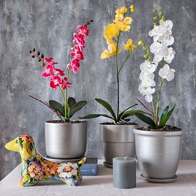 Orchid Phalaenopsis Padisha cachepot Dekollete set of 3 pieces