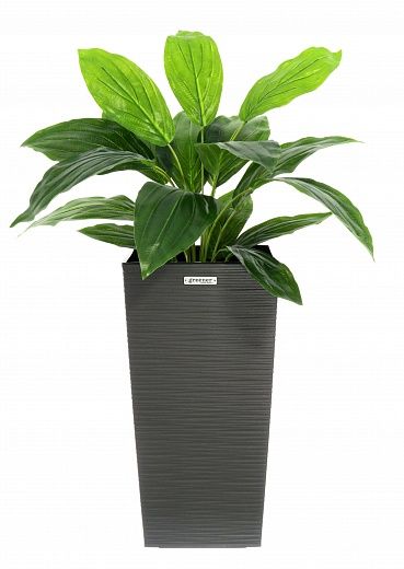 Hosta Selena cachepot Dekollete Kuno 46