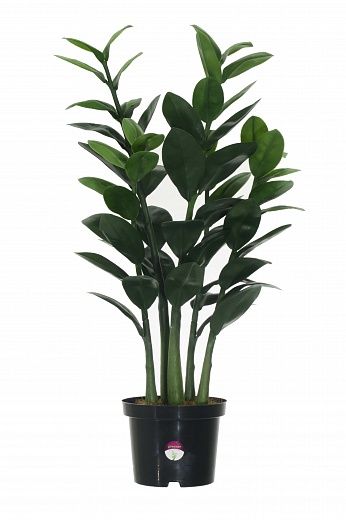 Zamioculcas Cargon Cinco