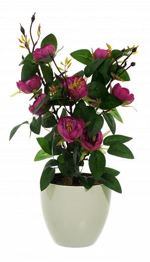 Camellia Derby Dekollete 12 pot